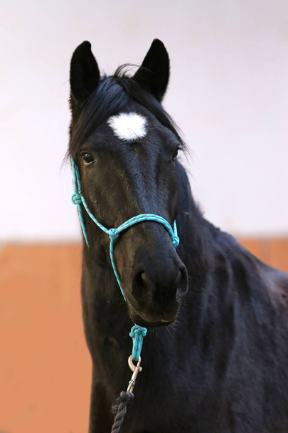 Ritratto testa girato primo piano di un giovane cavallo da sella indoor
 - Foto, immagini