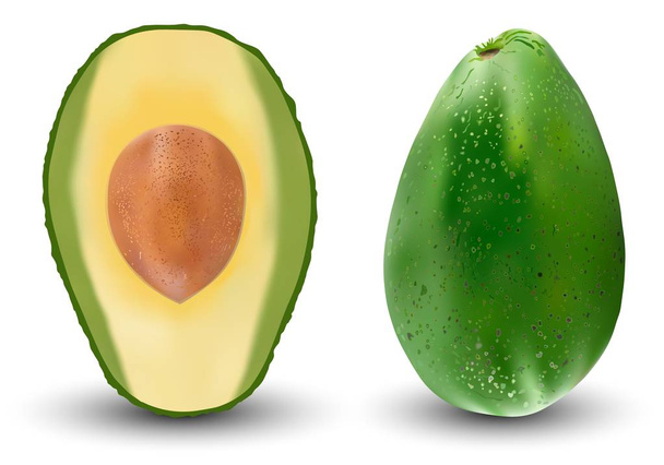 Set realistischer grüner Avocado. Vektorillustration. exotische immergrüne Obstpflanzen. Isolation auf weißem Hintergrund - Vektor, Bild