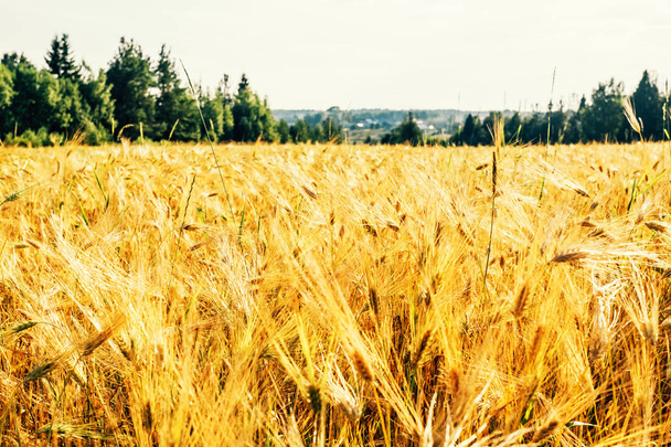Golden wheat field with green forest in background - Photo, Image