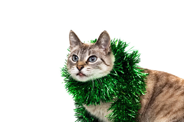White striped cat with a green Christmas decoration, isolate on white background - Fotó, kép
