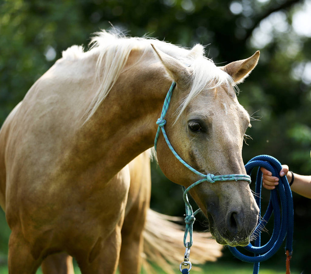 Cabeza de caballo deportivo saludable durante doma en centro ecuestre rural
  - Foto, Imagen