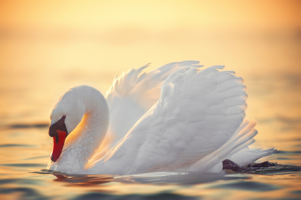Cygne blanc dans l'eau de mer, coup de soleil levant
 - Photo, image