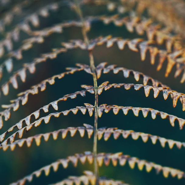 the abstract fern leaf - Photo, Image