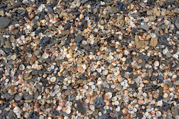 Conchas y guijarros en una playa
 - Foto, Imagen