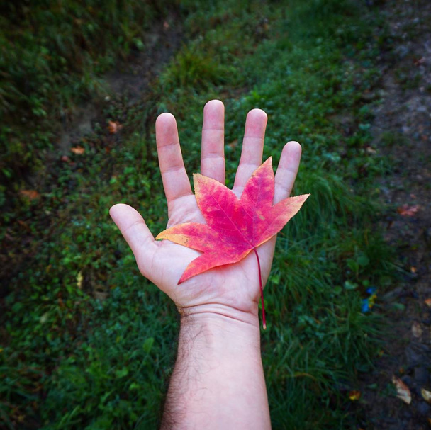 τα πολύχρωμα φύλλα στη φύση - Φωτογραφία, εικόνα