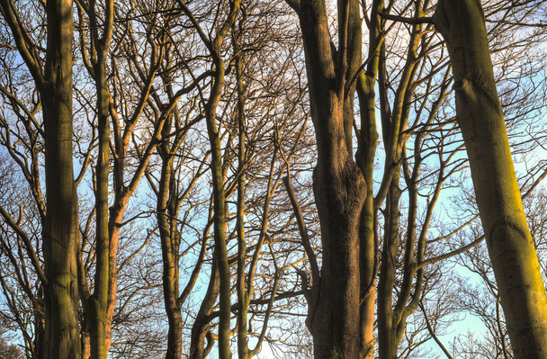 a csupasz fák, a napfény természetes minta - Fotó, kép