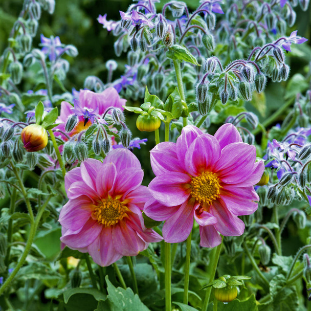 Borágó, és a ház kert virág szegély a rózsaszín dáliák - Fotó, kép