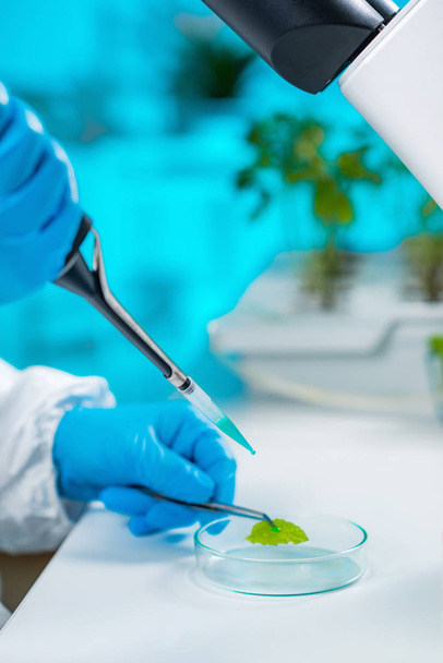 Biologist Examining Samples in laboratory, Plant genetics  - Фото, изображение