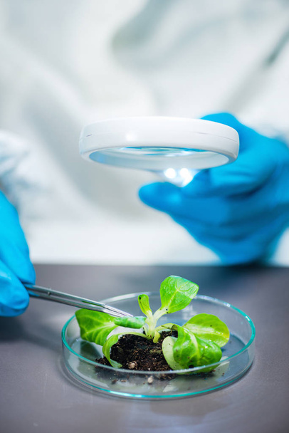 Biologi tutkimassa kasvi juuret laboratoriossa
  - Valokuva, kuva