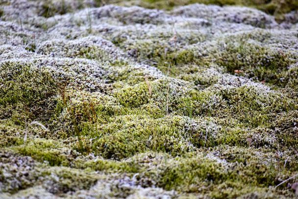 northern moss from the lava fields of Iceland - Фото, изображение