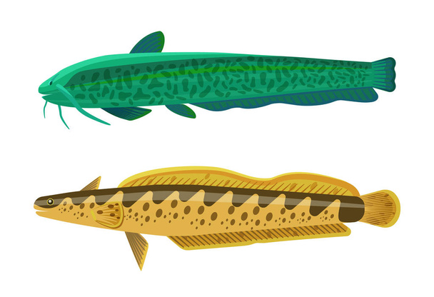 Rainbow Trout and Wels Catfish Vector Illustration - Vector, imagen