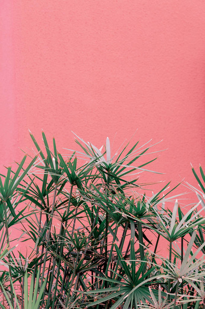 Plants on pink concept. Tropical green on pink wall background. Minimal plant art. - Foto, imagen