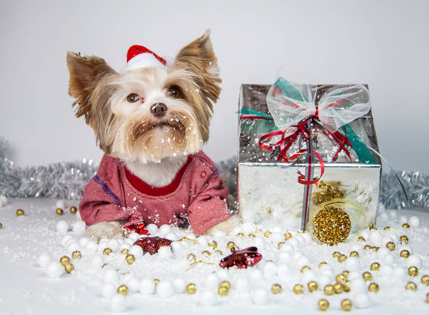 χαριτωμένο μικρό κουτάβι Γιορκσαιρ Τεριε γιορτάζει τα Χριστούγεννα και νέο έτος του σκύλου - Φωτογραφία, εικόνα