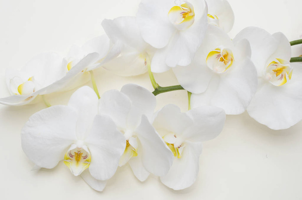 romantic branch of white orchid on beige background. - Fotoğraf, Görsel
