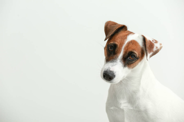 Cute Jack Russell terrier on white background - Photo, Image