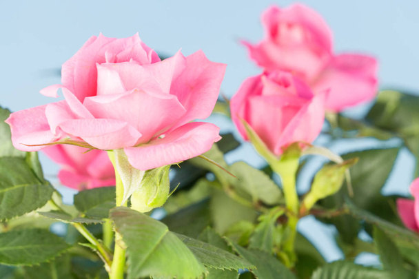 Růžové růže květ parta - Fotografie, Obrázek