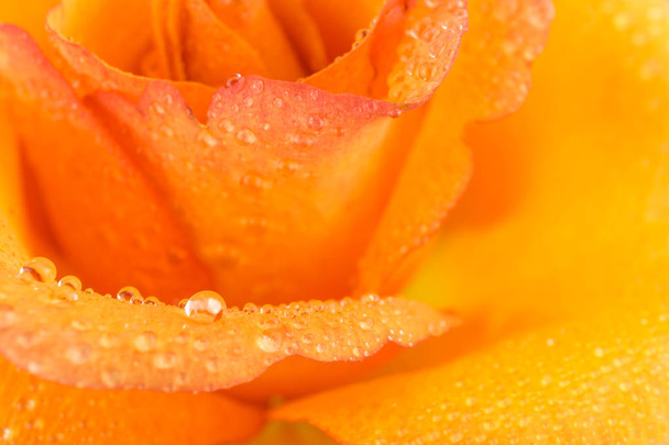 Orangefarbene Rosenblüte in Nahaufnahme - Foto, Bild