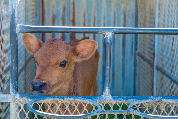 image of a young dairy cow in a cage just after being separated from its mother - Photo, Image