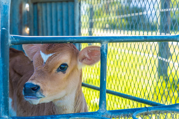 Bild einer jungen Milchkuh im Käfig, kurz nachdem sie von ihrer Mutter getrennt wurde - Foto, Bild
