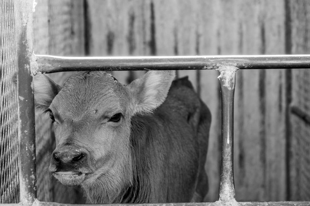 immagine di una giovane vacca da latte in gabbia subito dopo essere stata separata dalla madre
 - Foto, immagini