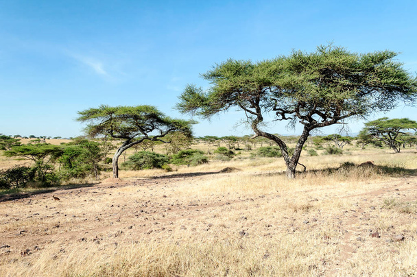 Acacias in Tanzania op een zonnige dag - Foto, afbeelding