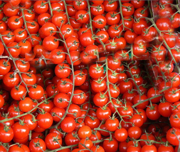 Ντομάτες - Φωτογραφία, εικόνα