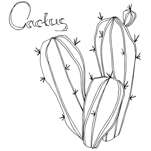 Vector Cactus. Floral botanical flower. Black and white engraved ink art. Isolated cacti illustration element. - Vector, Image