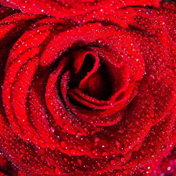 Perfecte boeket van rode rozen, liefde en romantiek concept - Foto, afbeelding