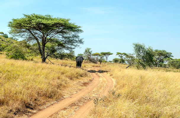 Слоны, окруженные акациями в Танзании - Фото, изображение
