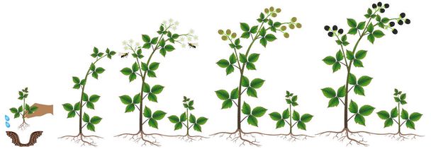 Blackberry plant growth cycle on a white background. - Vector, Image