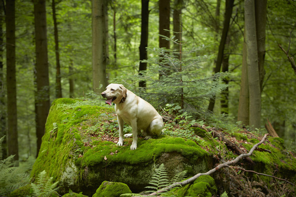 Dog in forest - Φωτογραφία, εικόνα