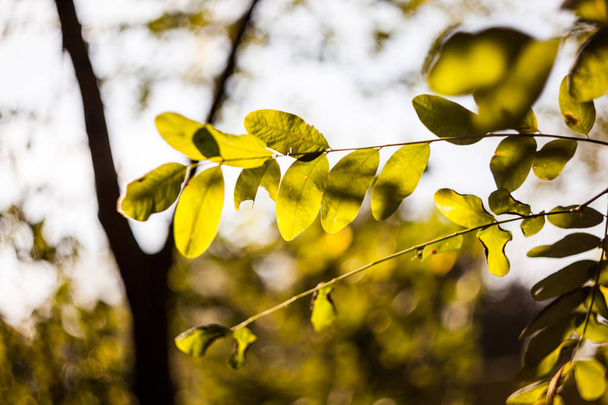 Autumnal trees with yellow leaves  - Valokuva, kuva