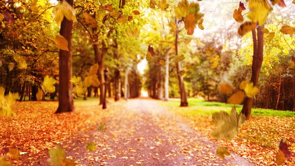 Beautiful, colorful autumn in an european place - Zdjęcie, obraz