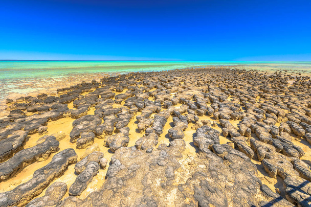 Stromatoliti Australia Occidentale
 - Foto, immagini