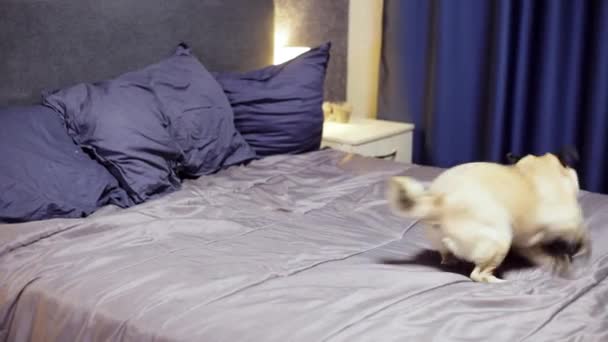 Playful pug dog running around the bed, playing in the bedroom - Video