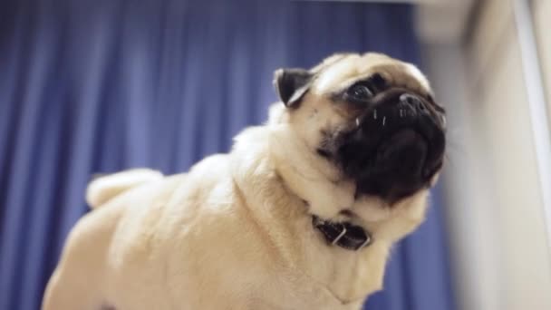 Muotokuva söpö mopsi koira katselee kameraa vastaan sininen verho
 - Materiaali, video