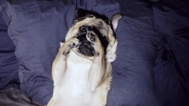 Pug dog resting and yawn in bed on a pillow on his back, falls asleep, tired and lazy - Footage, Video