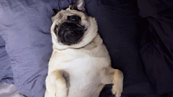 Cute pug dog falls asleep on a pillow on his back, tired and lazy - Footage, Video