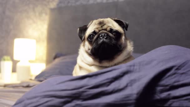 Cute pug dog falls asleep on a pillow, tired and lazy - Footage, Video