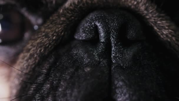 Blisko, Makro pchnięciu Mops pies nosa - Materiał filmowy, wideo
