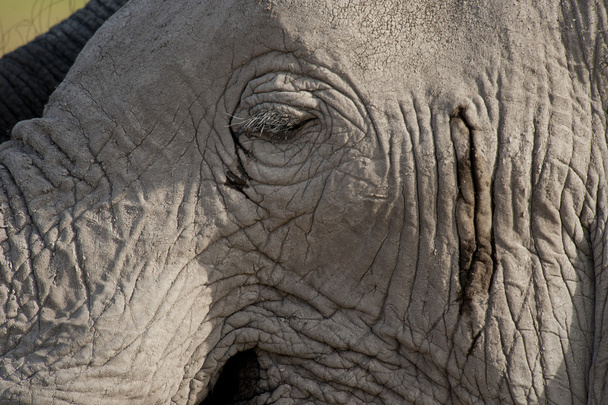 Elephant skin - Foto, Bild