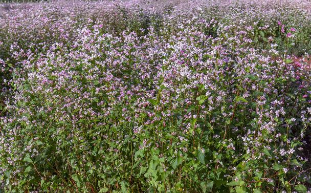 Buckwheat flowers in the field. This flower is white when the sun shines on them turn pink to make food as wheat - Photo, Image