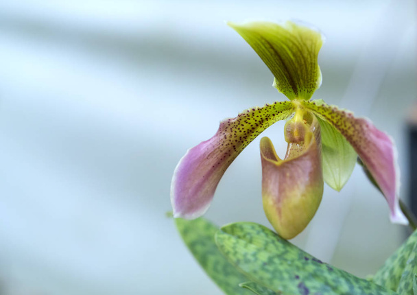 wilde Frauenschuh-Orchidee blüht schön, sanftes Aroma, reine Ekstase Touristen wandern - Foto, Bild