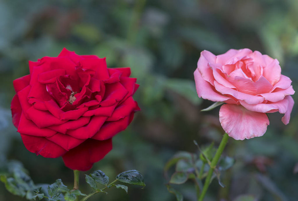 Imágenes, de Jardines de rosas, fotos e imágenes de stock de Jardines de  rosas