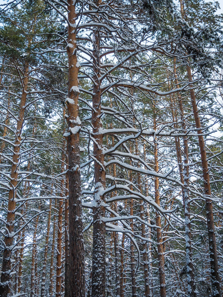 Winter forest after heavy snowfall, Novosibirsk, Russia - Фото, зображення