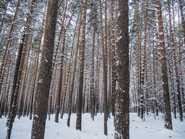 Winter forest after heavy snowfall, Novosibirsk, Russia - Photo, image
