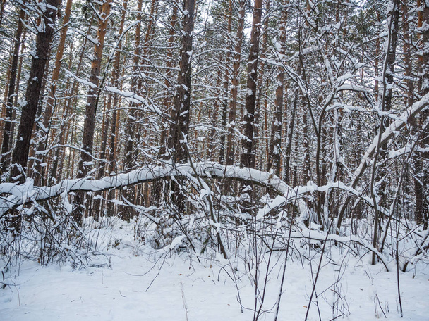 Winter forest after heavy snowfall, Novosibirsk, Russia - Photo, Image
