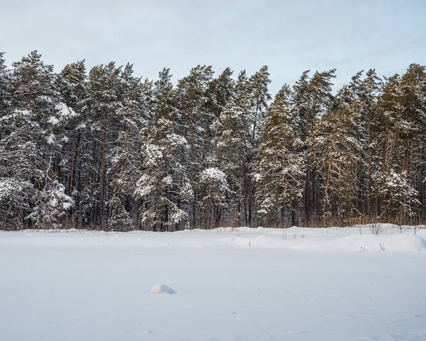 Winter forest after heavy snowfall, Novosibirsk, Russia - Foto, imagen