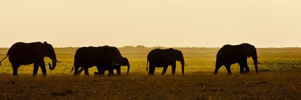 Grupo de elefantes se ve retroiluminado
 - Foto, Imagen