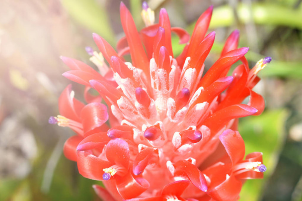 アナナス赤い花/庭の赤い花アナナス植物のクローズ アップ - 写真・画像
